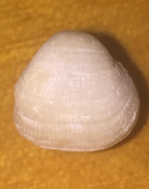 Piccolo bivalve